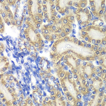 PTGES2 Antibody