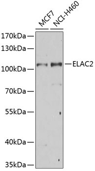 ELAC2 Antibody