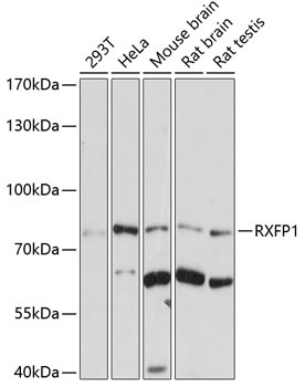 RXFP1 Antibody