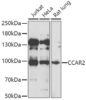 CCAR2 Antibody