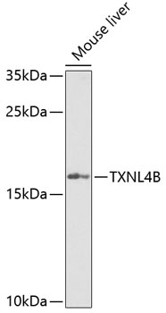 TXNL4B Antibody