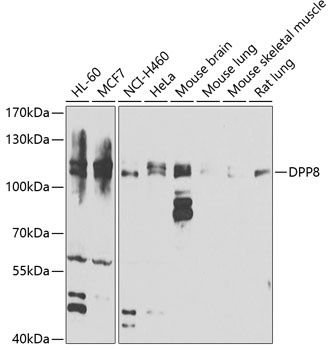 DPP8 Antibody