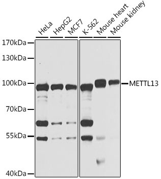 METTL13 Antibody