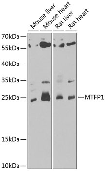 MTFP1 Antibody