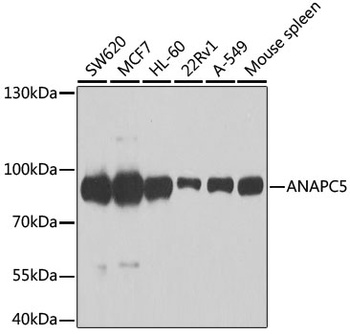 ANAPC5 Antibody