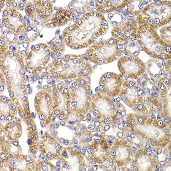 ANAPC5 Antibody