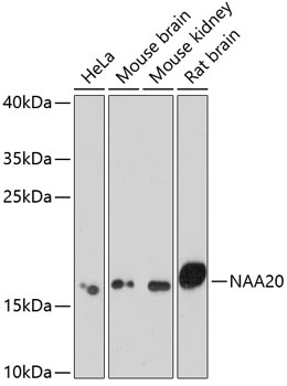 NAA20 Antibody