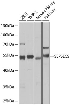 SEPSECS Antibody