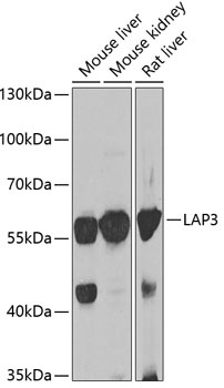 LAP3 Antibody