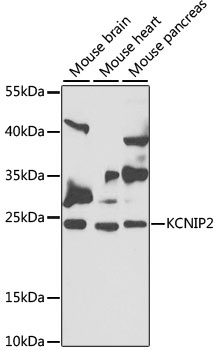 KCNIP2 Antibody