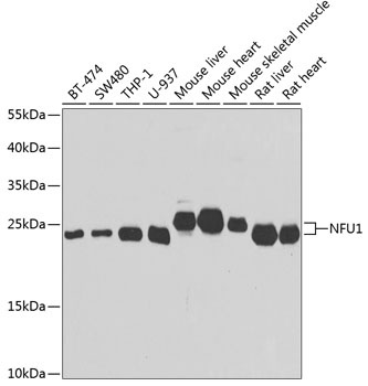 NFU1 Antibody