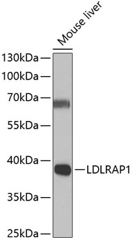 LDLRAP1 Antibody