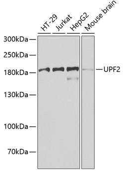 UPF2 Antibody