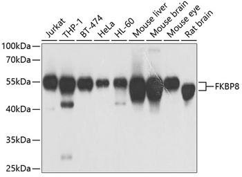 FKBP8 Antibody