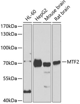 MTF2 Antibody