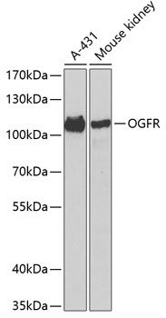 OGFR Antibody