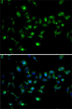 MORF4L1 Antibody