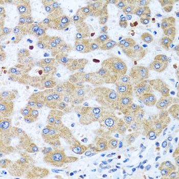 NMU Antibody