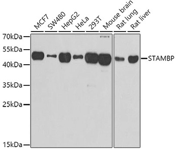 STAMBP Antibody