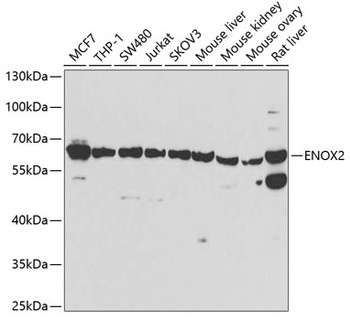 ENOX2 Antibody