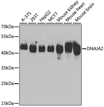 DNAJA2 Antibody