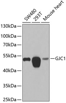 GJC1 Antibody