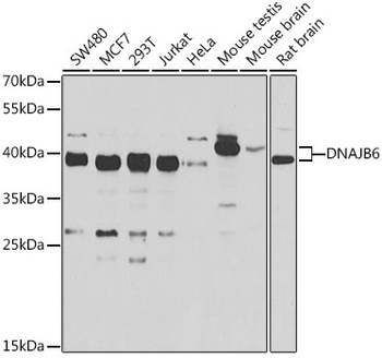 DNAJB6 Antibody