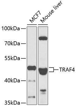 TRAF4 Antibody