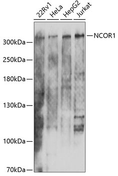 NCOR1 Antibody