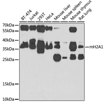 mH2A1 Antibody