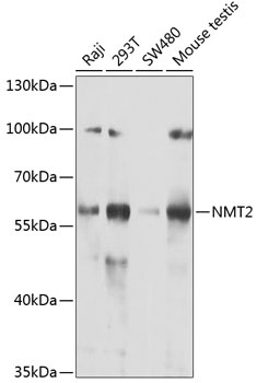 NMT2 Antibody