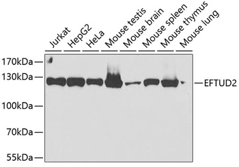 EFTUD2 Antibody