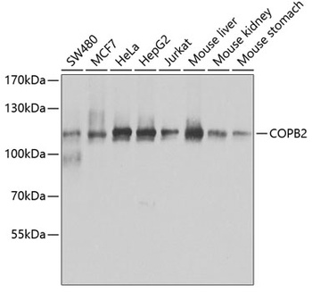 COPB2 Antibody