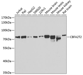 CBFA2T2 Antibody