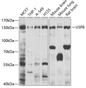 USP8 Antibody