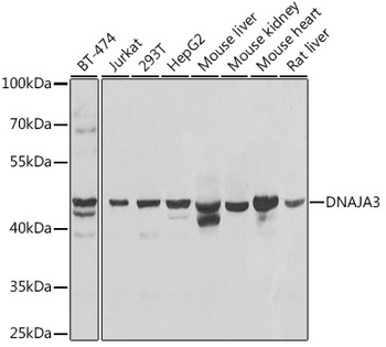 DNAJA3 Antibody