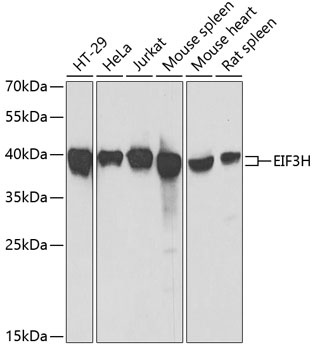 EIF3H Antibody