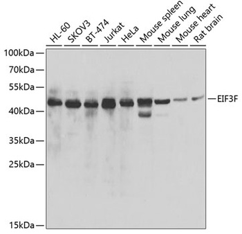 EIF3F Antibody