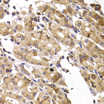 ASMTL Antibody