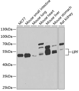 LIPF Antibody