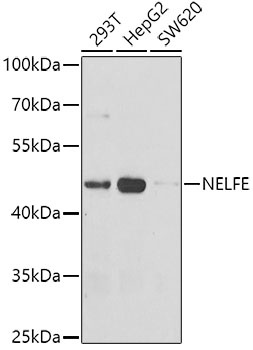 NELFE Antibody