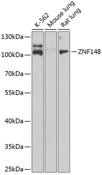 ZNF148 Antibody