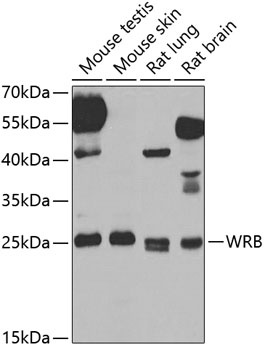 WRB Antibody
