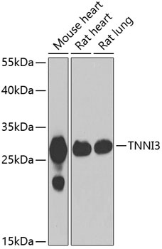 TNNI3 Antibody