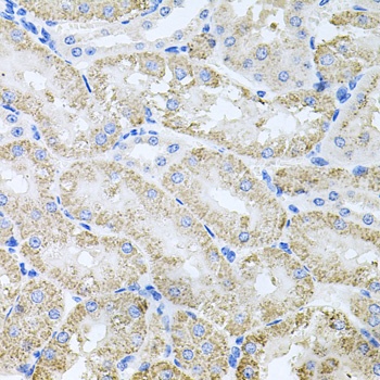 TARS Antibody