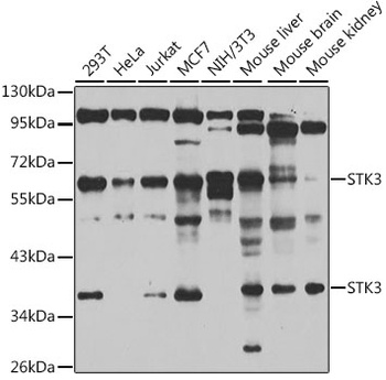 STK3 Antibody