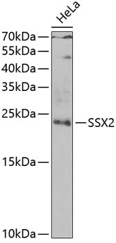 SSX2 Antibody