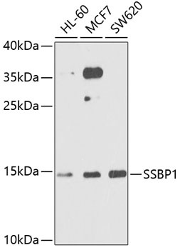 SSBP1 Antibody
