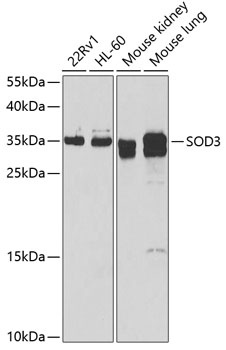 SOD3 Antibody