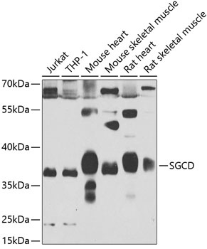 SGCD Antibody